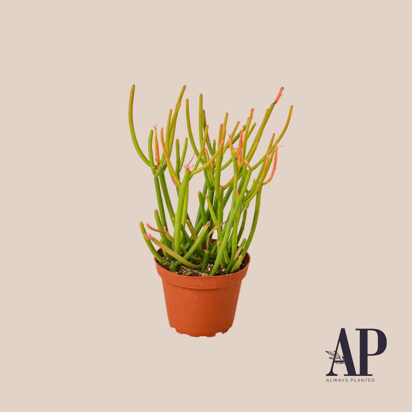 Succulents - Always Planted