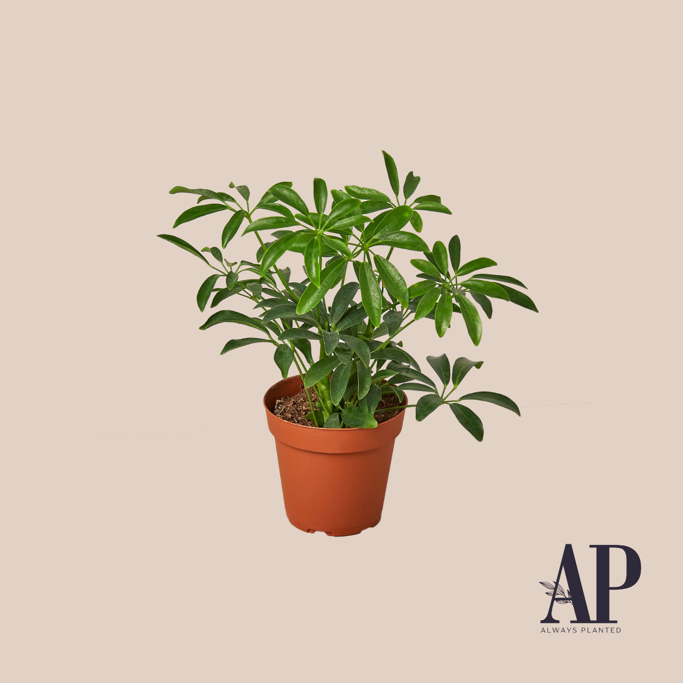 House Plants - Always Planted