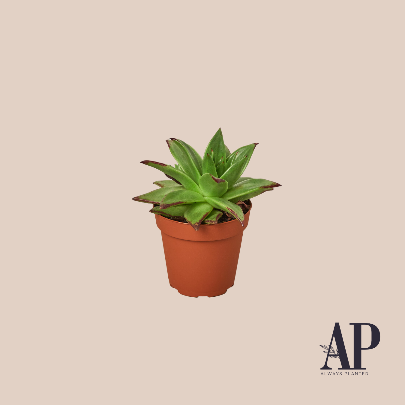 Succulent and House Plant Mix - Always Planted
