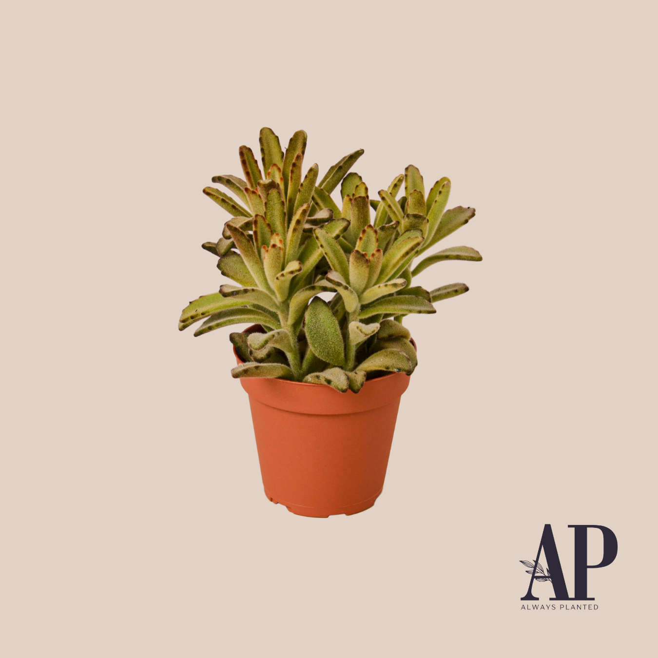Succulents - Always Planted
