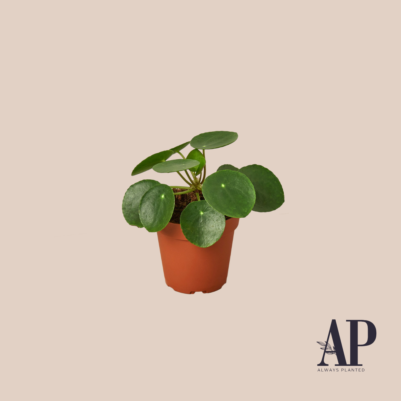 House Plants - Always Planted
