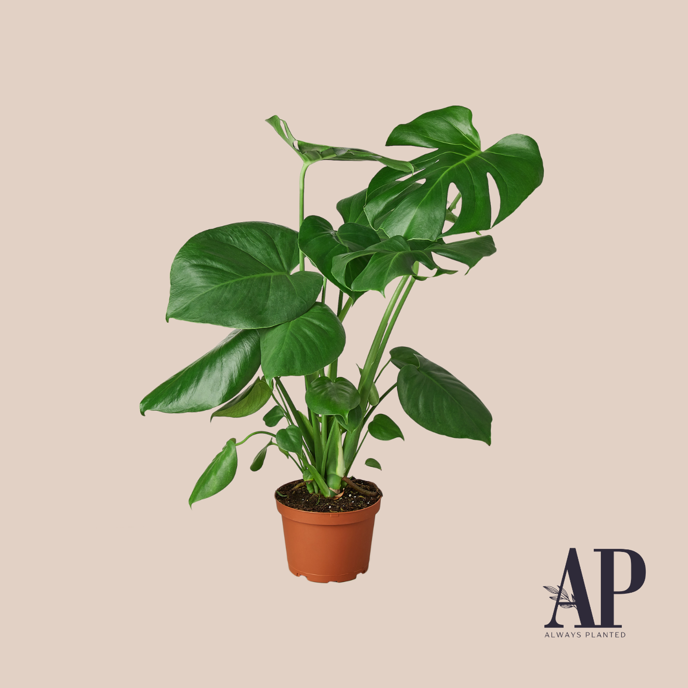 House Plants - Always Planted