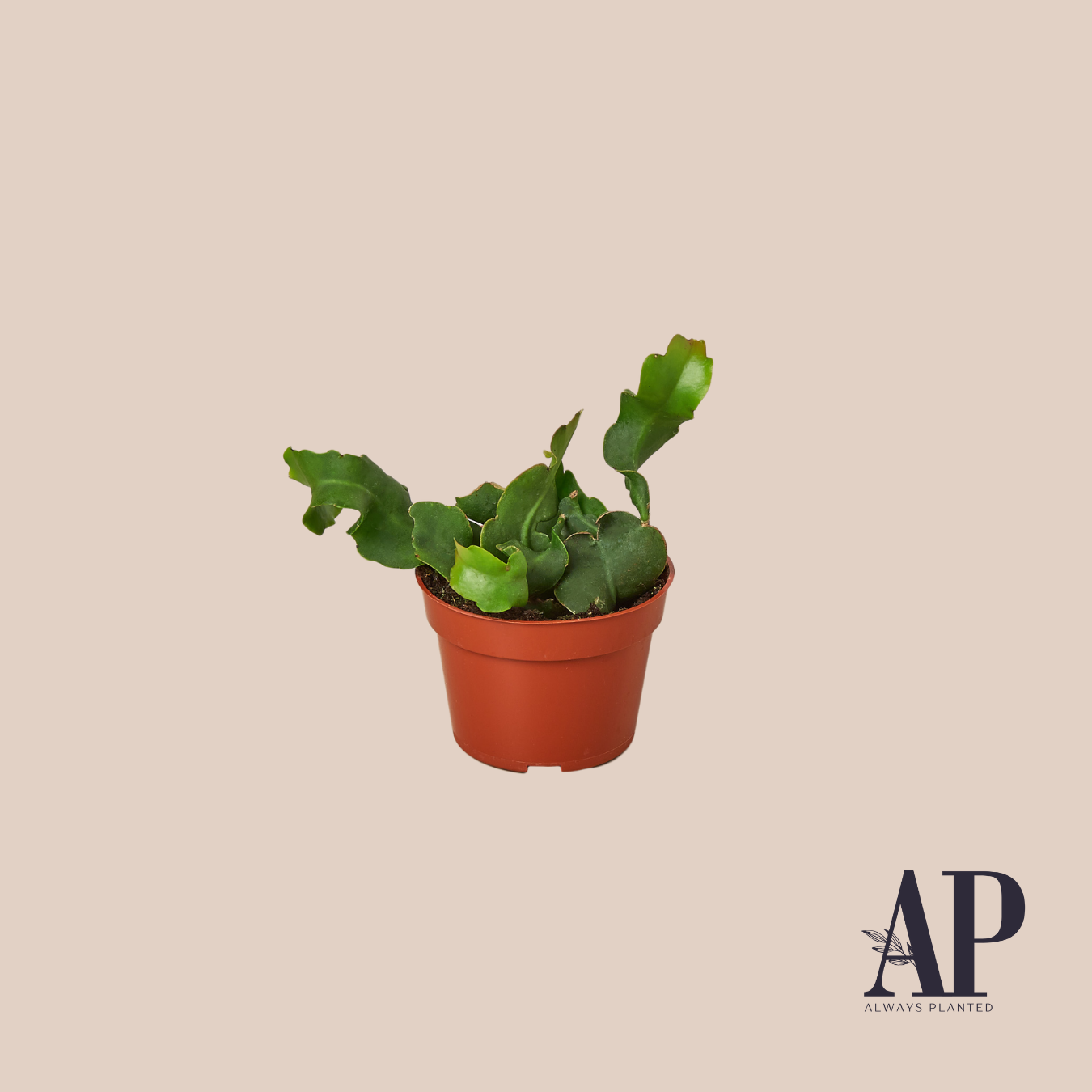 Succulent and House Plant Mix - Always Planted