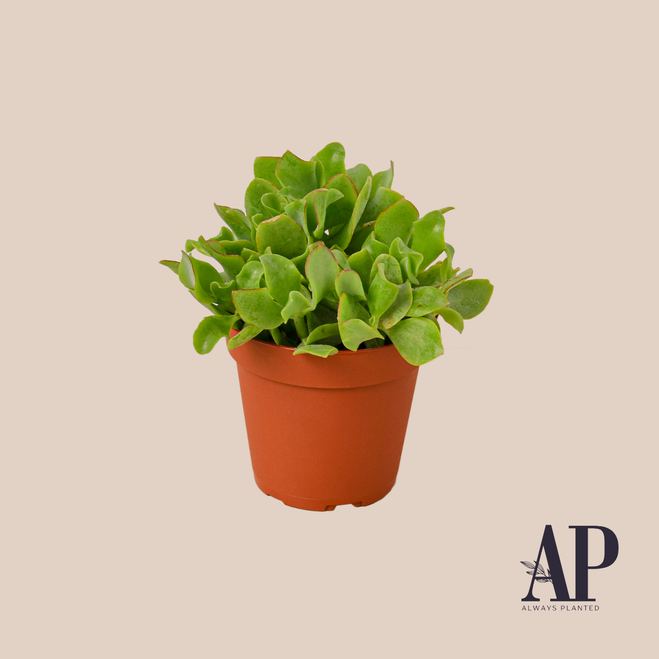 Succulents - Always Planted