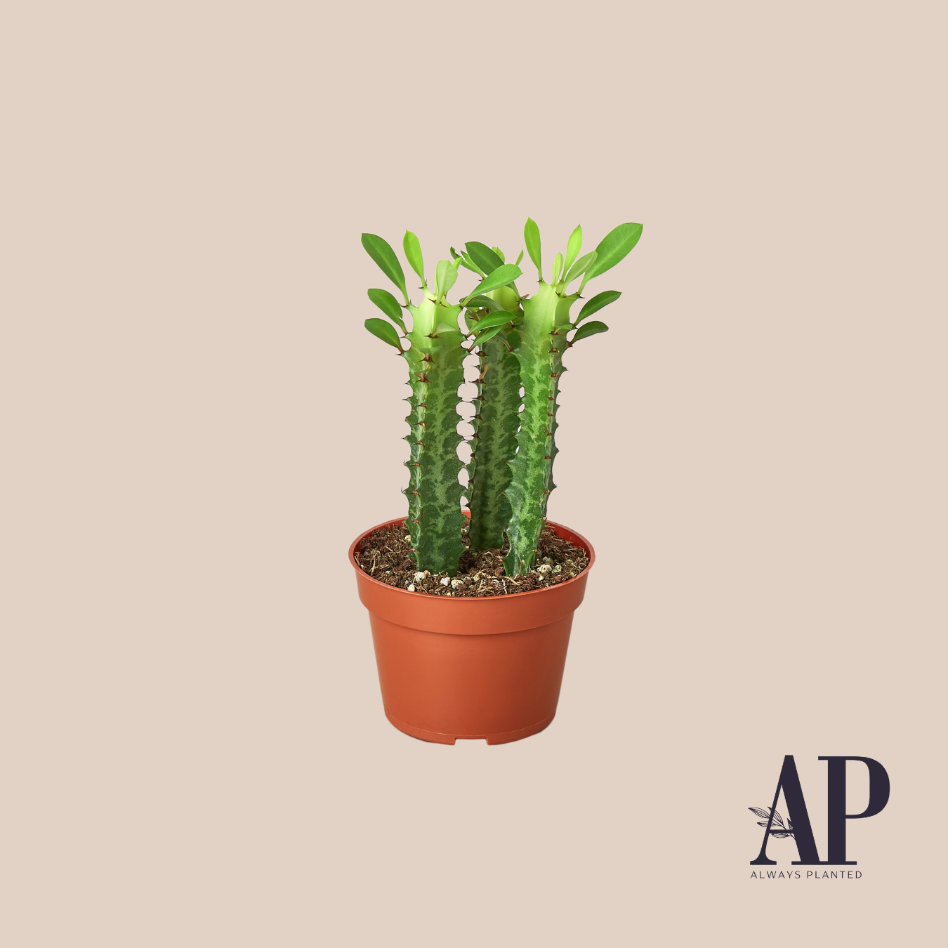 Succulents - Always Planted