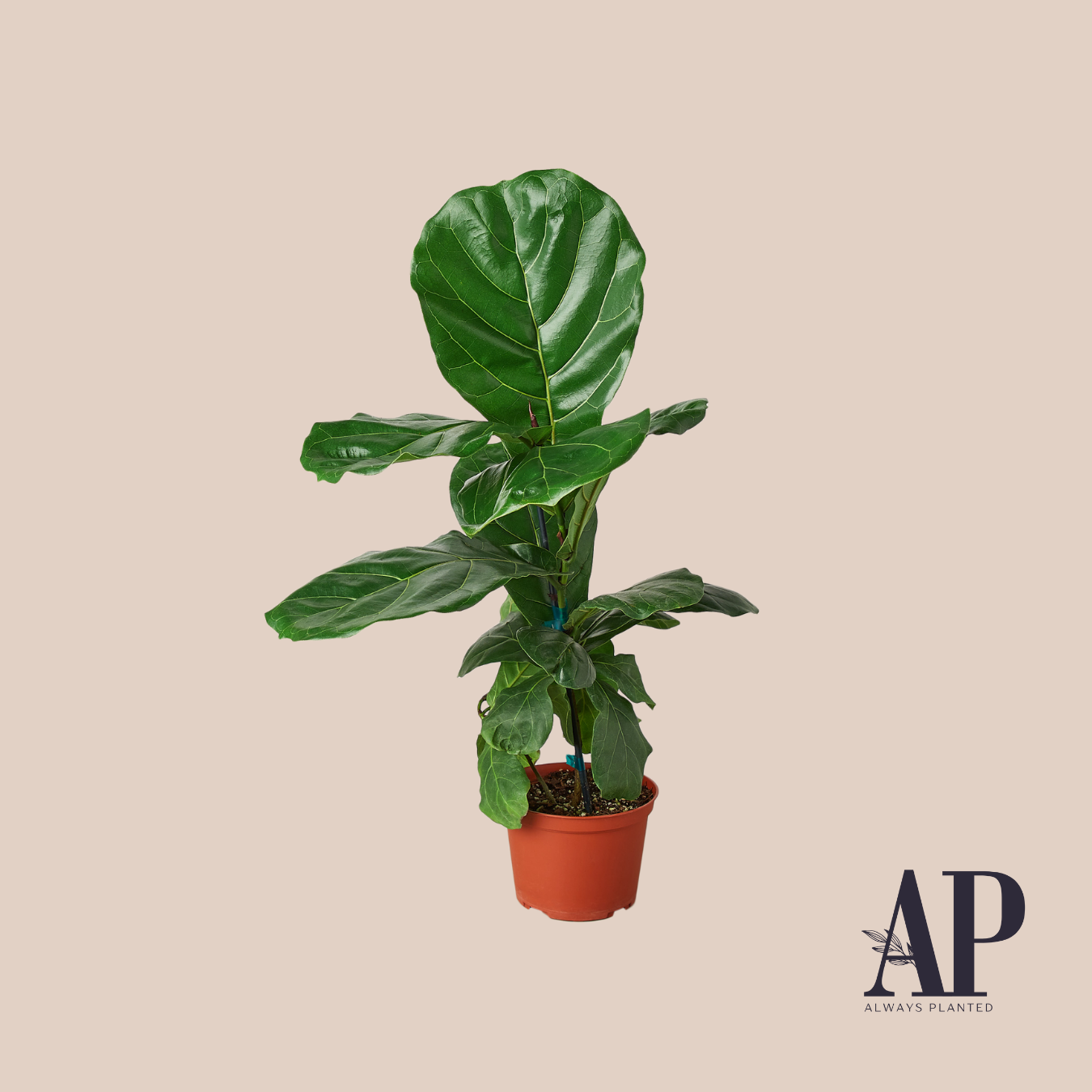 House Plants - Always Planted