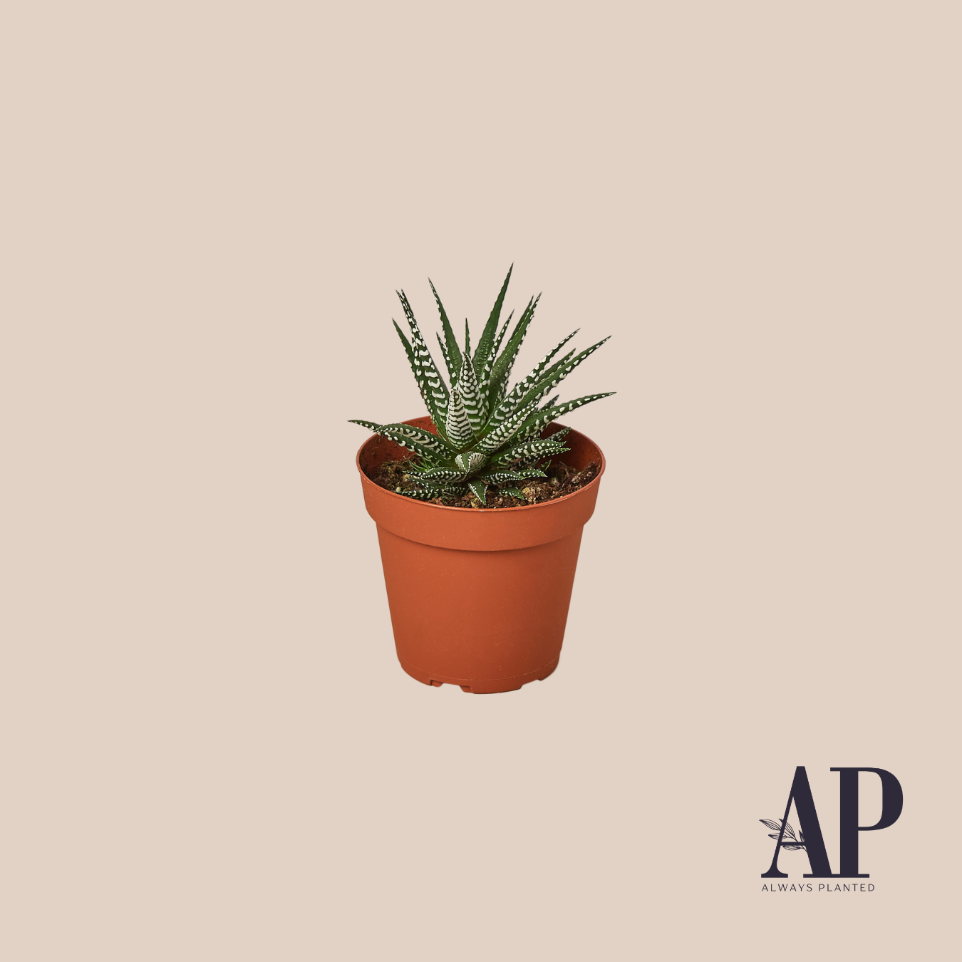 Succulents - Always Planted