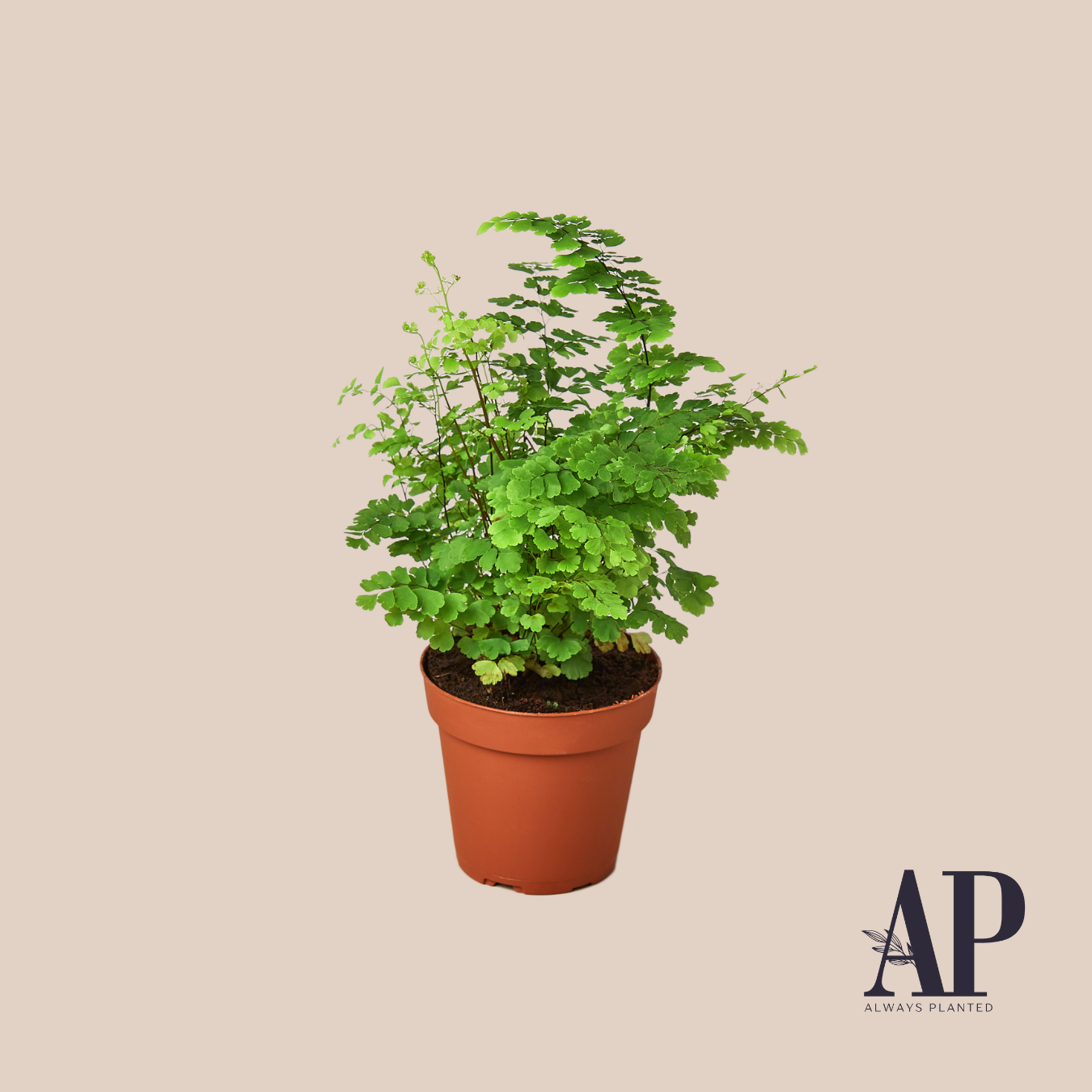 Pet Friendly - Always Planted