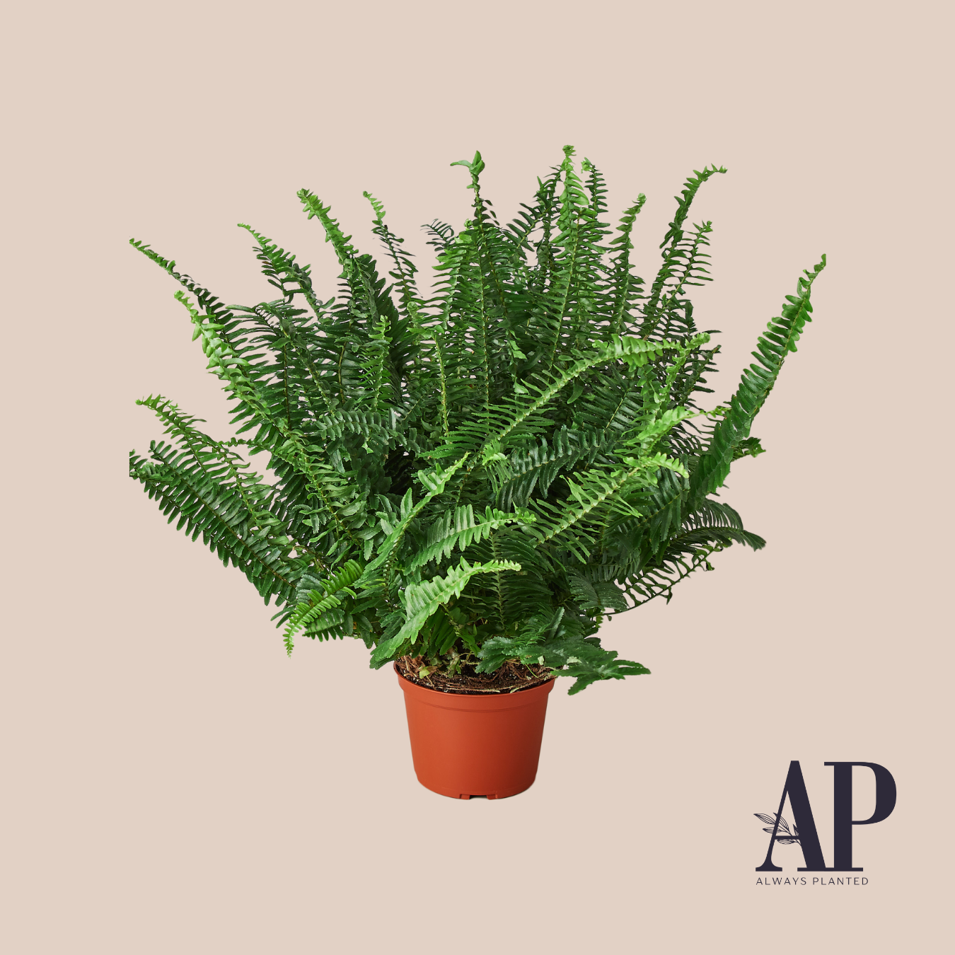 Pet Friendly - Always Planted
