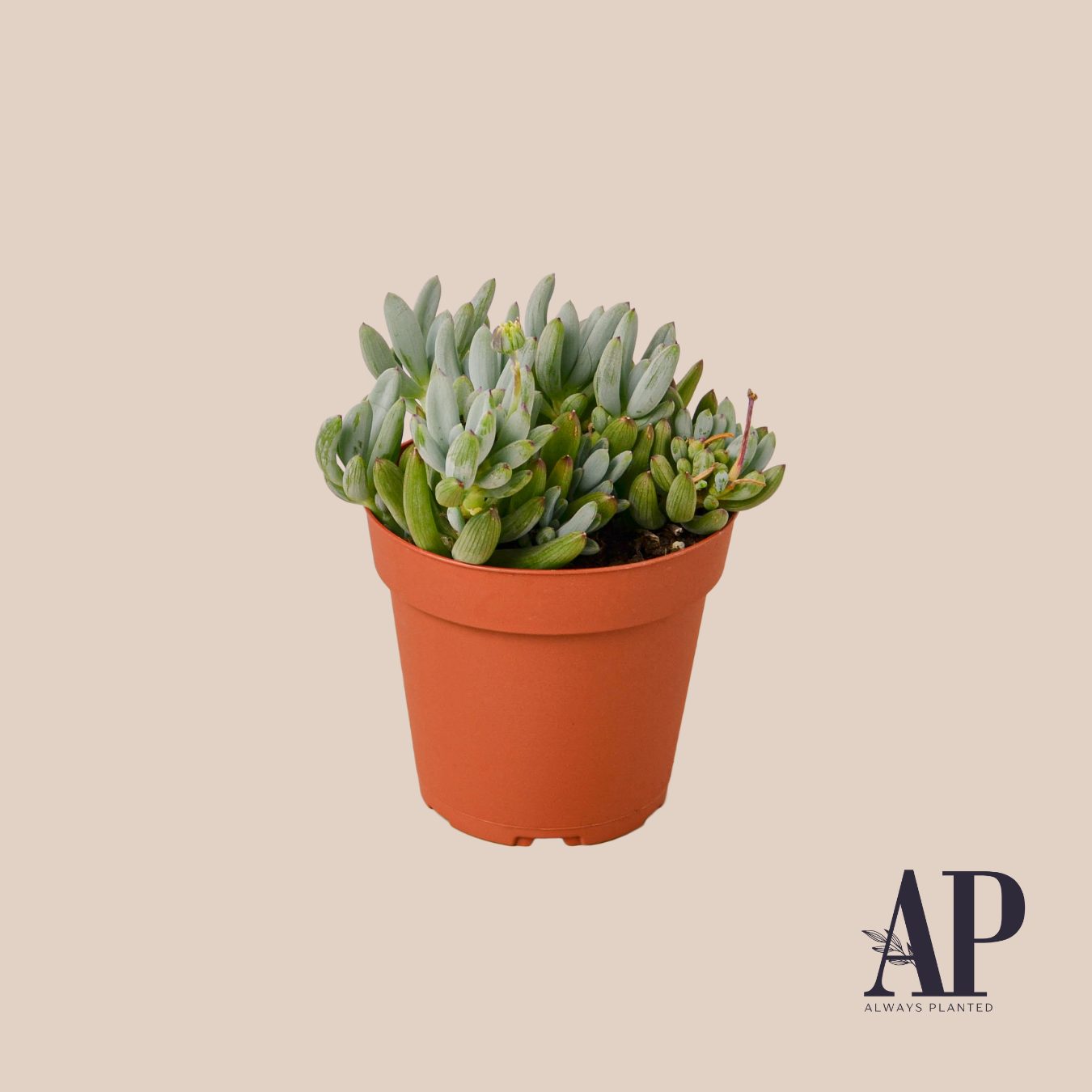 Succulents - Always Planted