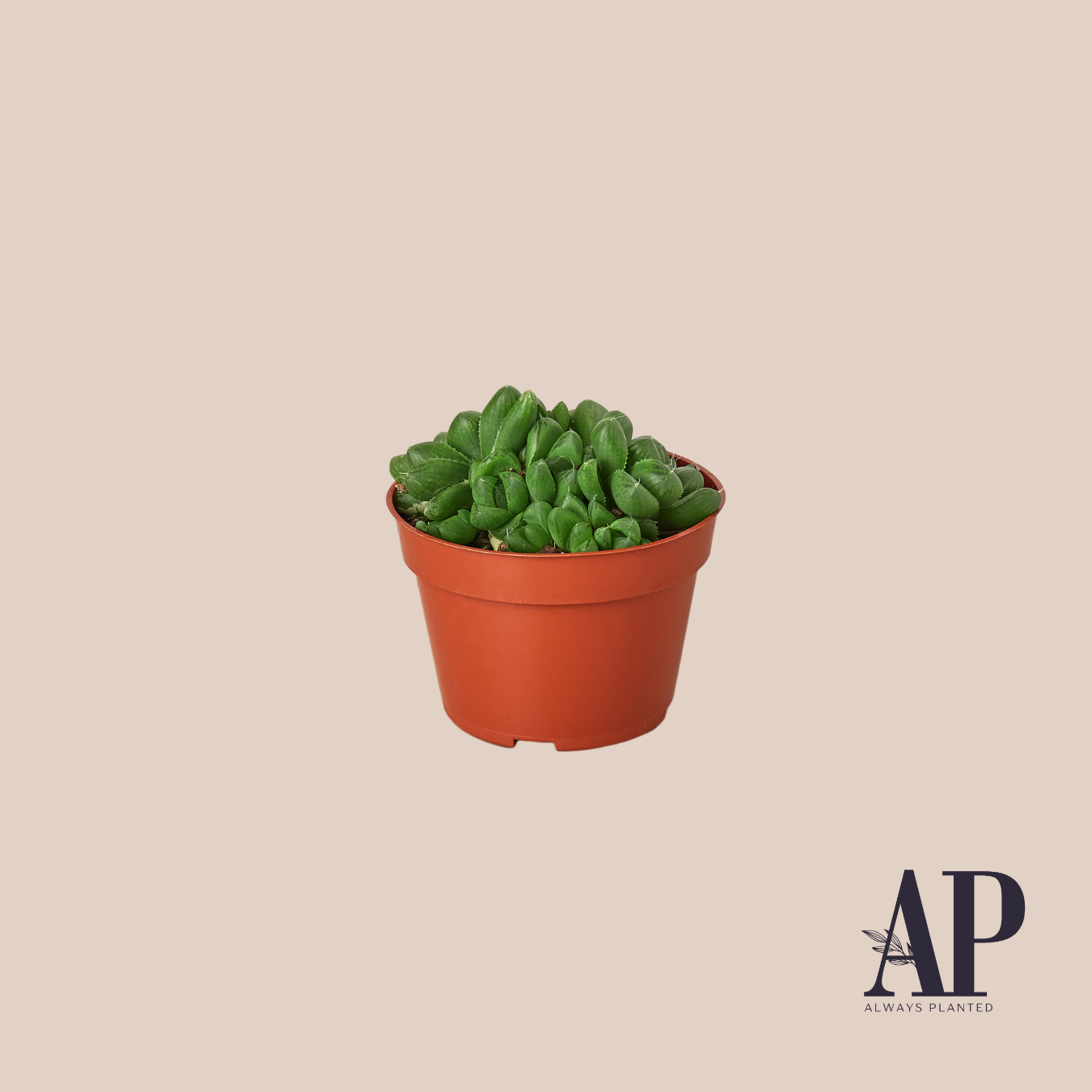 Succulents - Always Planted