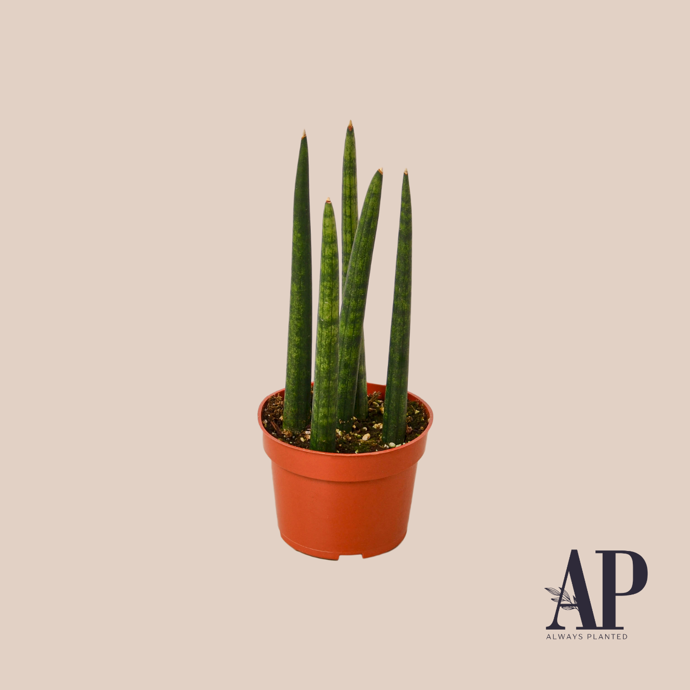 Succulent and House Plant Mix - Always Planted