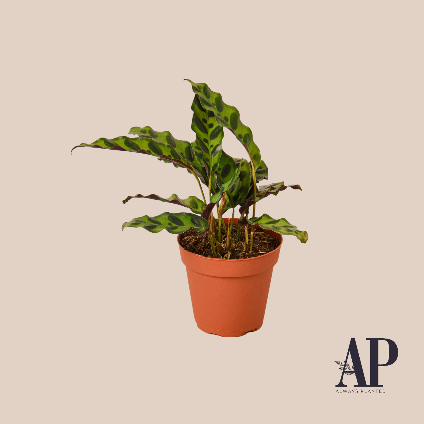Pet Friendly - Always Planted