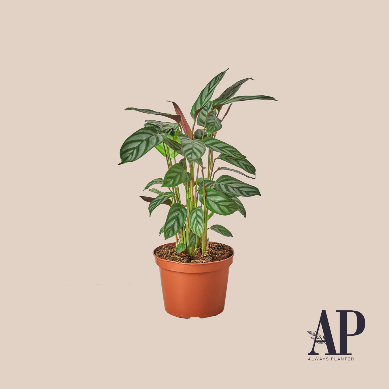 Pet Friendly - Always Planted