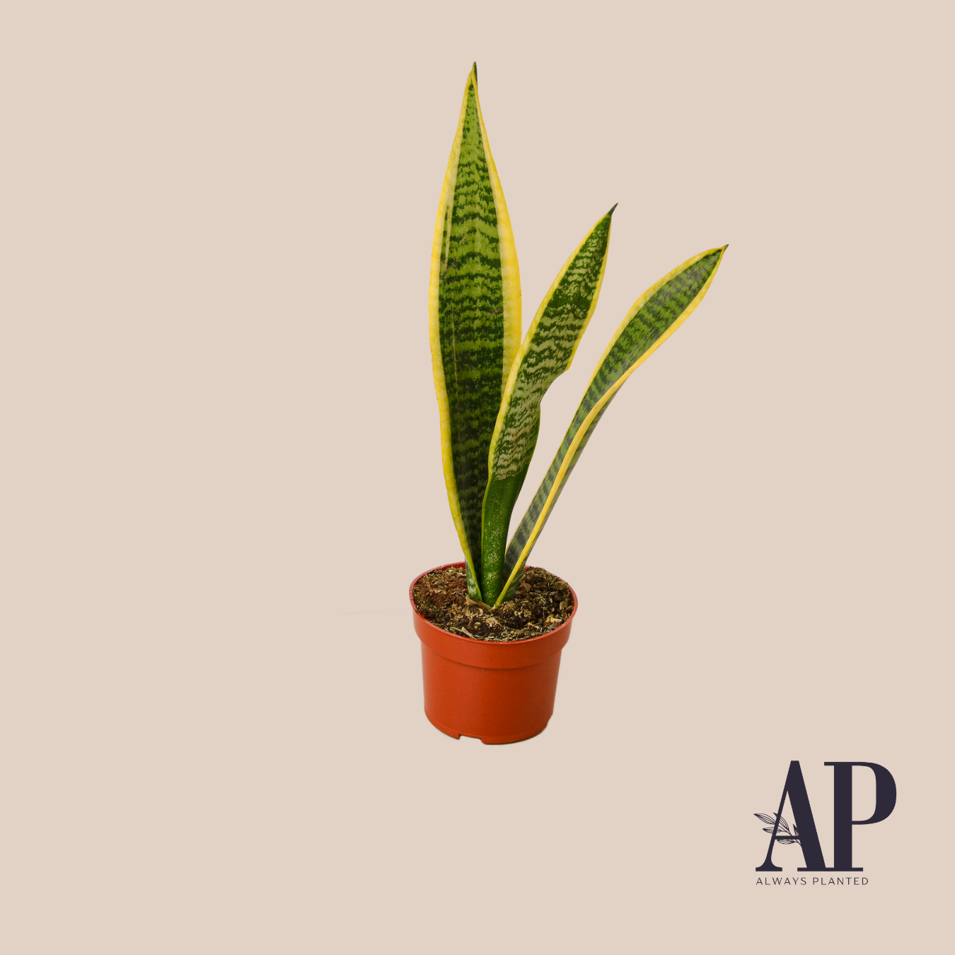 House Plants - Always Planted