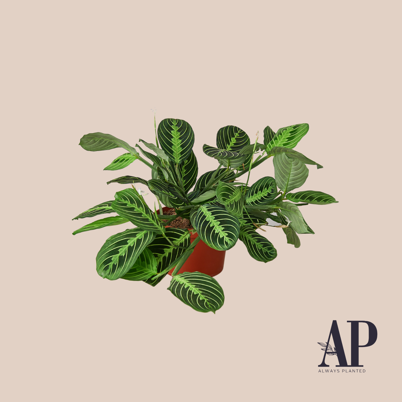 House Plants - Always Planted