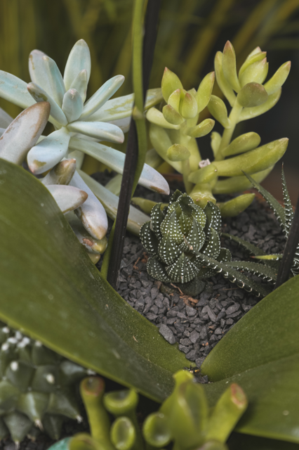 Succulents - Always Planted