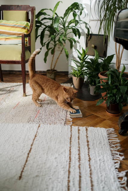 Pet Friendly - Always Planted