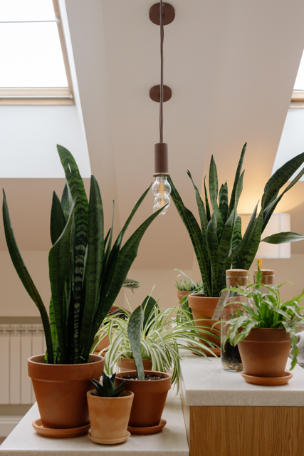 House Plants - Always Planted